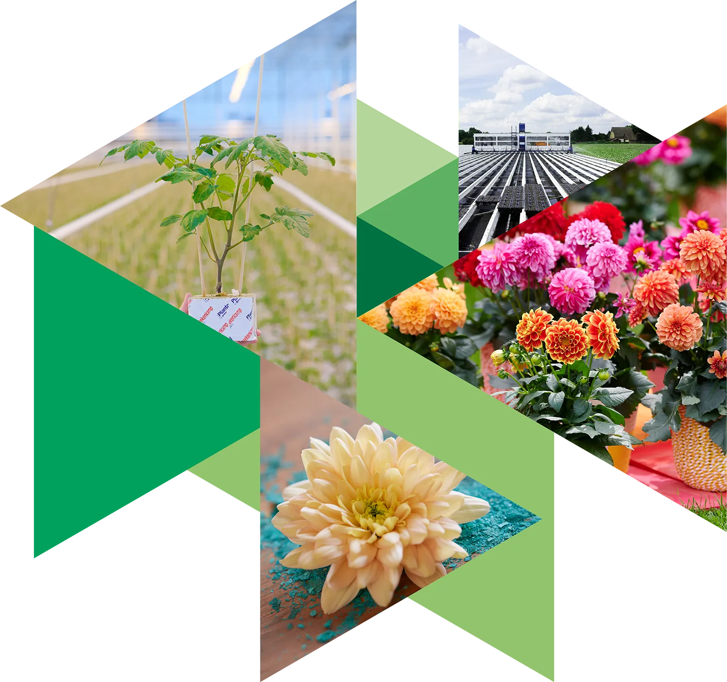 Collage met groene driekhoeken en foto's van de Beekenkamp Group.
