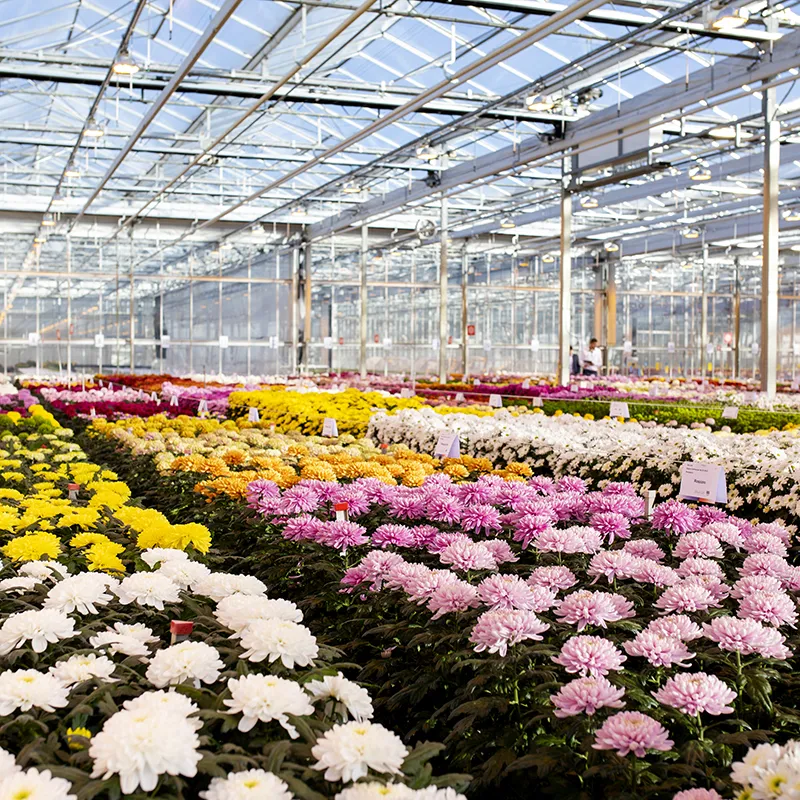 Kas met bloeiende chrysanten van Deliflor Chrysanten.
