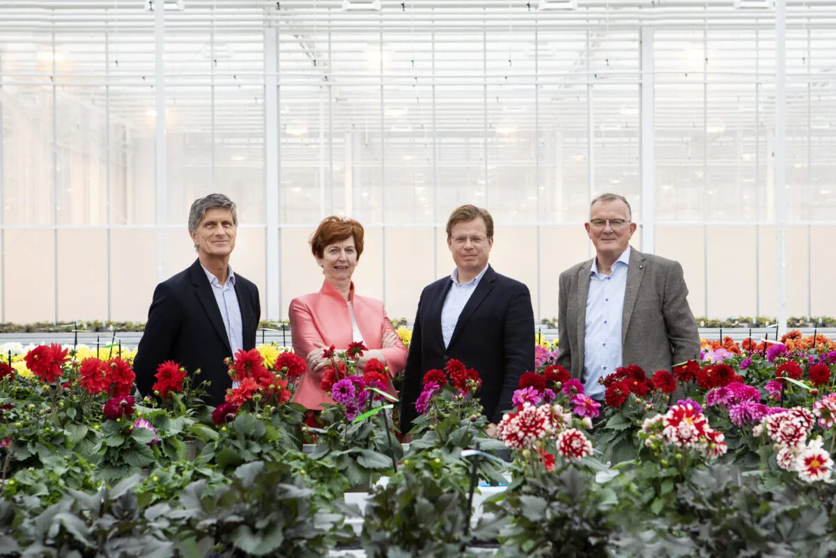 Alle vier de directieleden naast elkaar in de kas met Dahlia's.