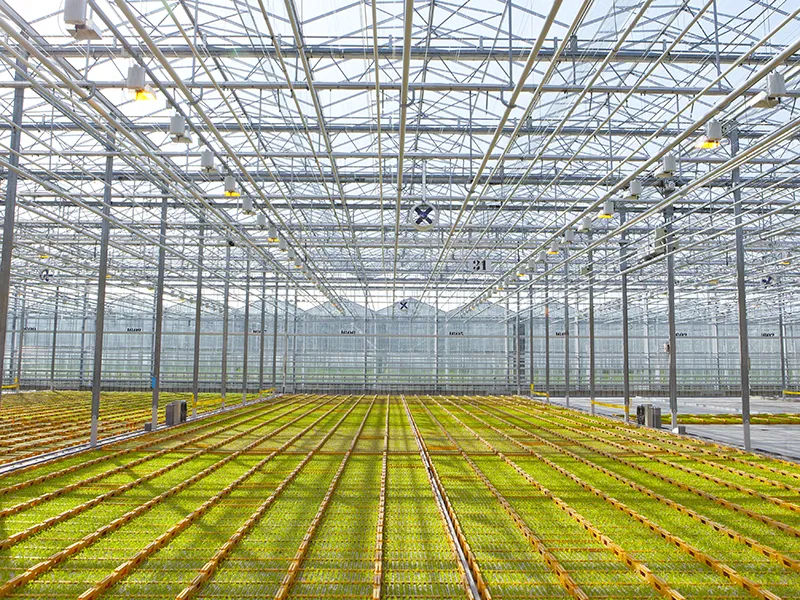 Kas vol gele Beekenkamp kisten met vollegrondgewassen.