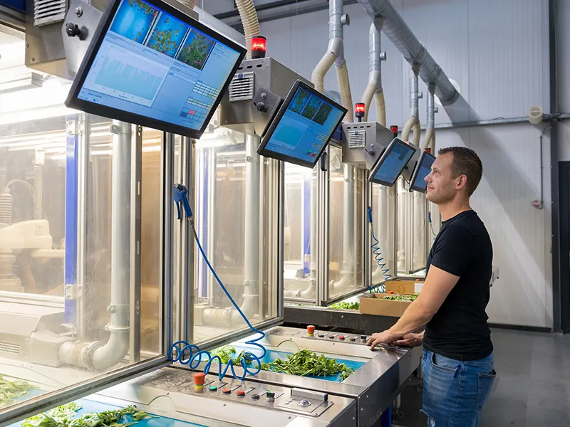 Collega bij de steksteekrobots van Deliflor Chrysanten.